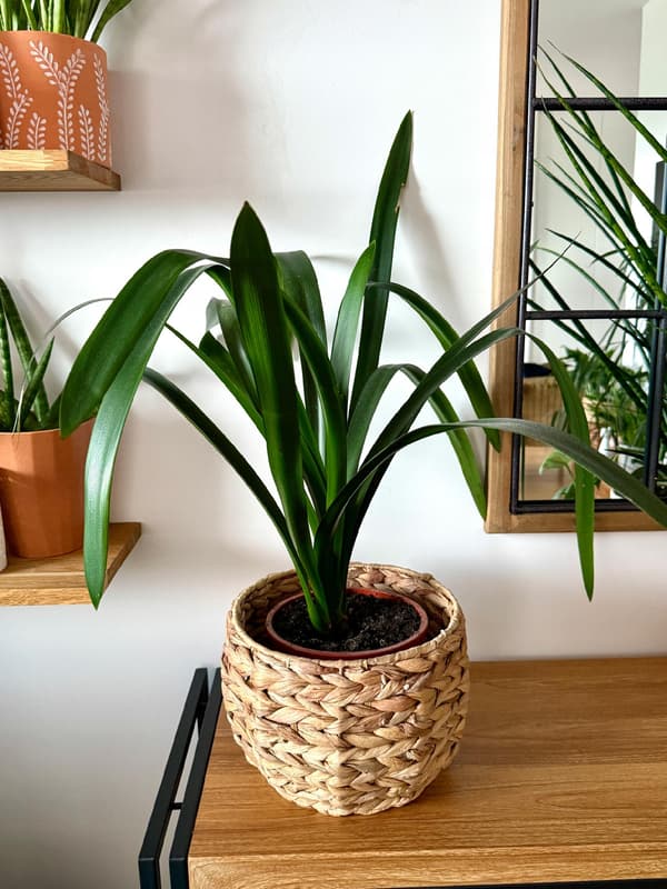 Blomväxtstödsringklämma Modulär 3-i-1 RINGstöd 33cm