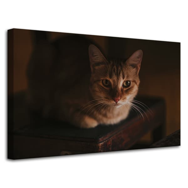 Lærredstryk Dyr Huskatte 80x50 cm