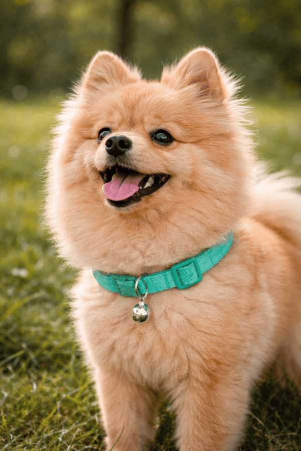 BAMSE-sele + snor til katte og hunde