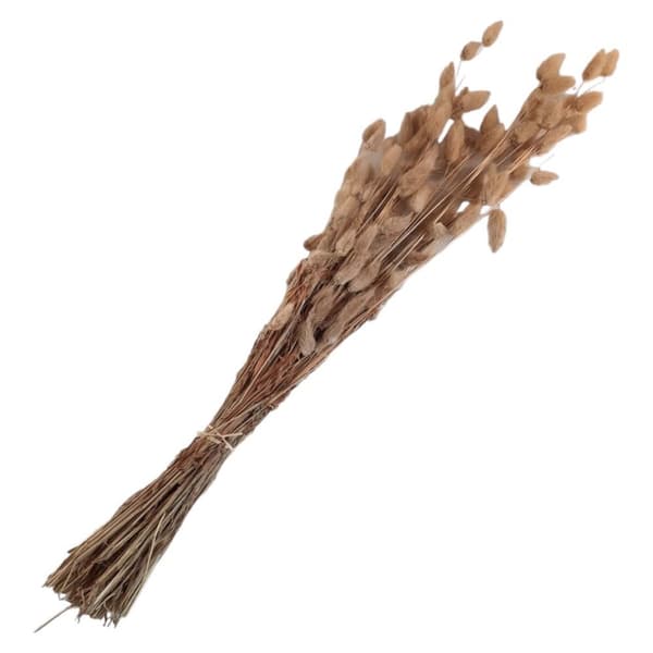 Tørret Lagurus Ovoid Naturlig 70cm