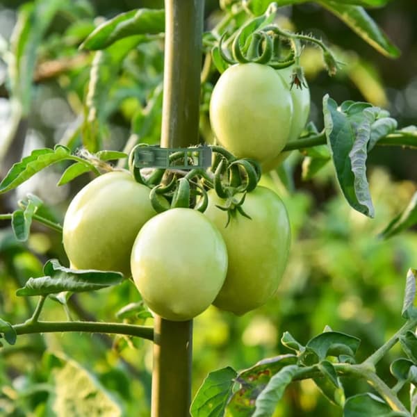 PLANTEKLIPS PLASTKLIPS KLIPS TIL KLATREPLANTER 50 STK.