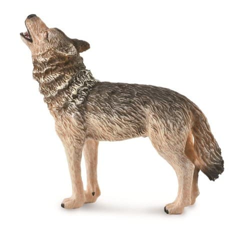 Collecta. Ulvova metsäsusi