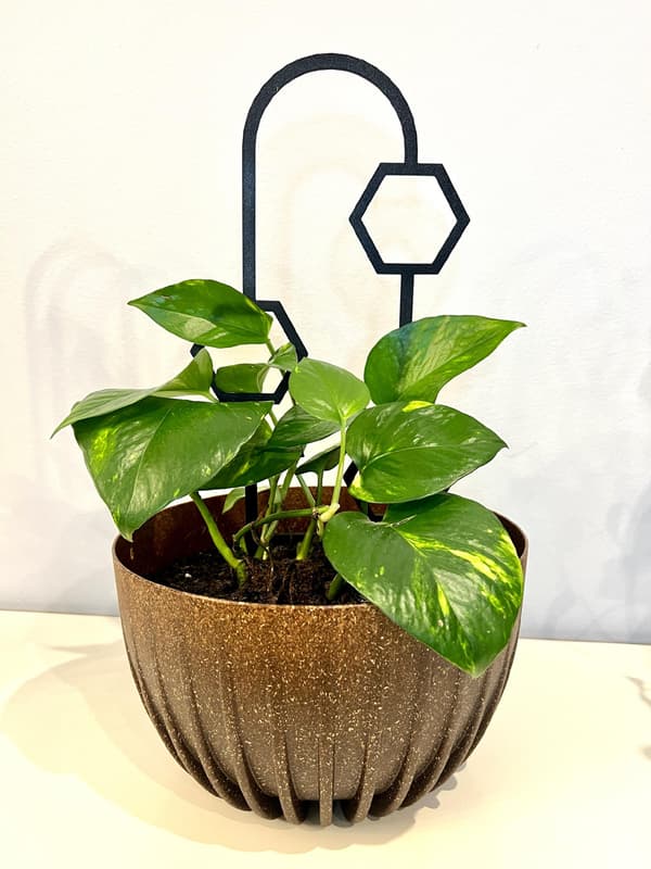 Stöd för klätterväxter Stöd för klätterblommor Pergolastege 38 cm