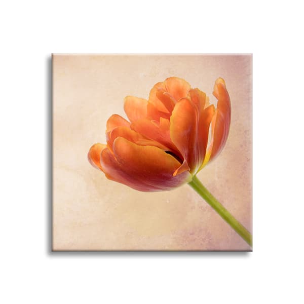 Canvastaulu Botany Tulip 40x40 cm