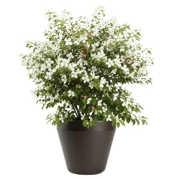 Set med PUREA mocka trädgårdskrukor, 3 st.
