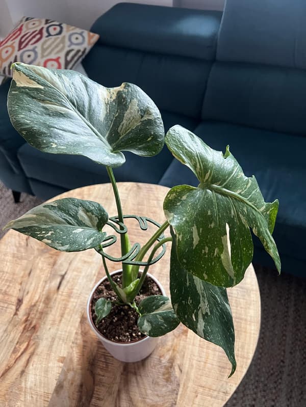 Stöd för växter och blommor MONSTERA STRONG Stödgreppspänne L 21 cm