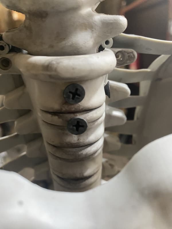 Stort skelet 180 cm Anatomisk menneskemodel, præcise detaljer
