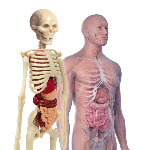 Human Body Mini. Clementoni 50515