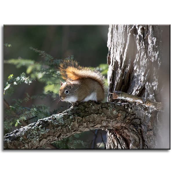 Canvastaulu Eläimet Orava 40x30 cm