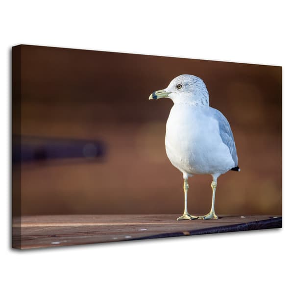 Lærredstryk Dyr Hvid Måge 80x50 cm
