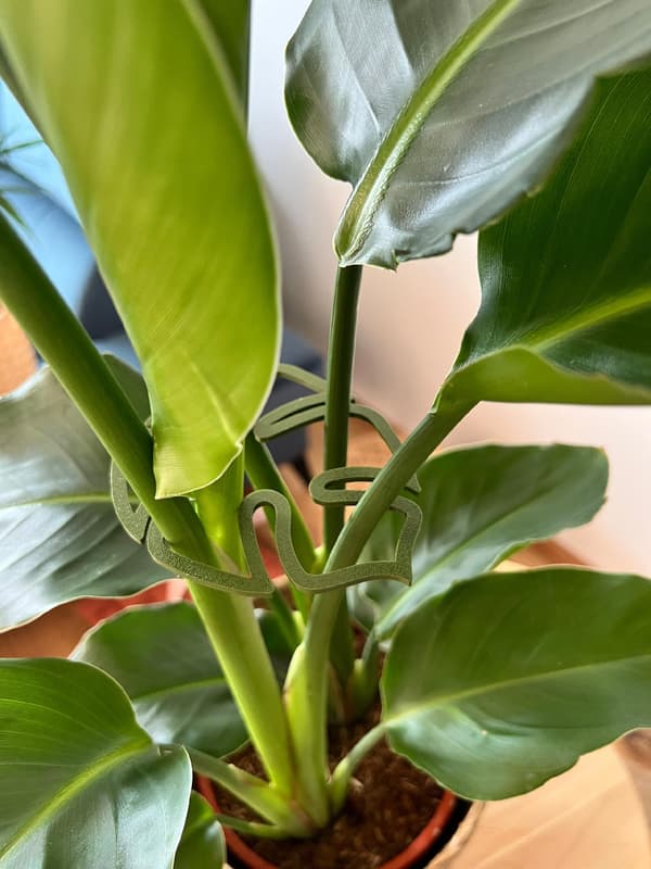 Støtte til planter og blomster MONSTERA STRONG Støttegreb L 21cm 2x