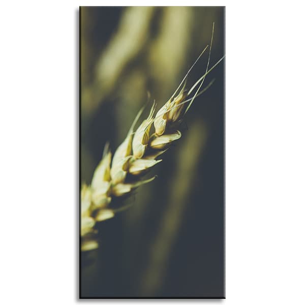 Lærredstryk Botanik Hvedeaks 40x80 cm