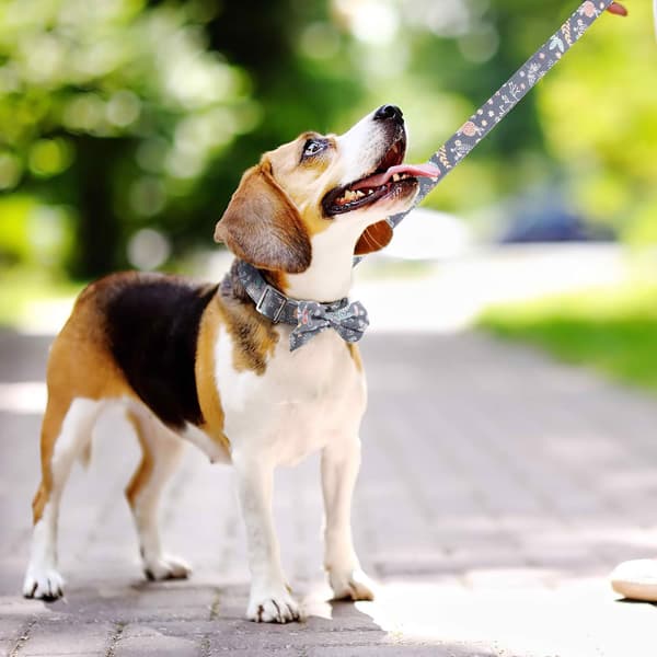 Justerbart hundkoppel med halsband 1,5 m
