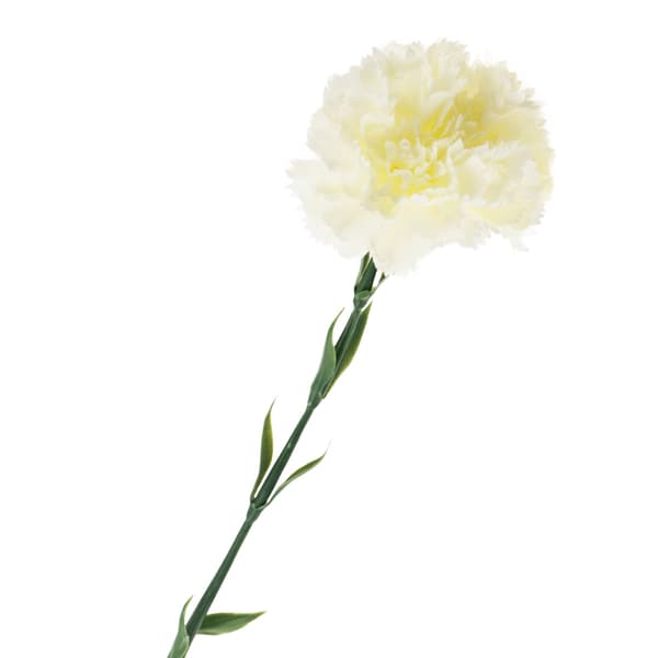 CV22527-1 NÄLIKA ENBLOMMIG VIT VACKER