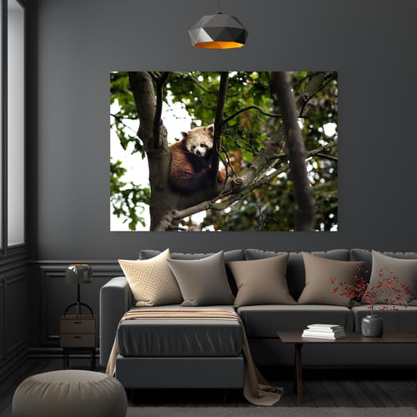 Canvastaulu Eläimet Punainen Panda 100x60