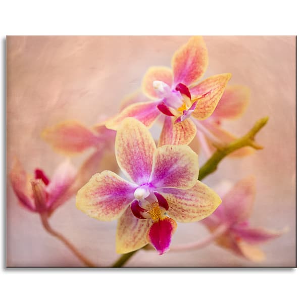 Canvastavla Botanik Blomma Orkidé 100x80 cm