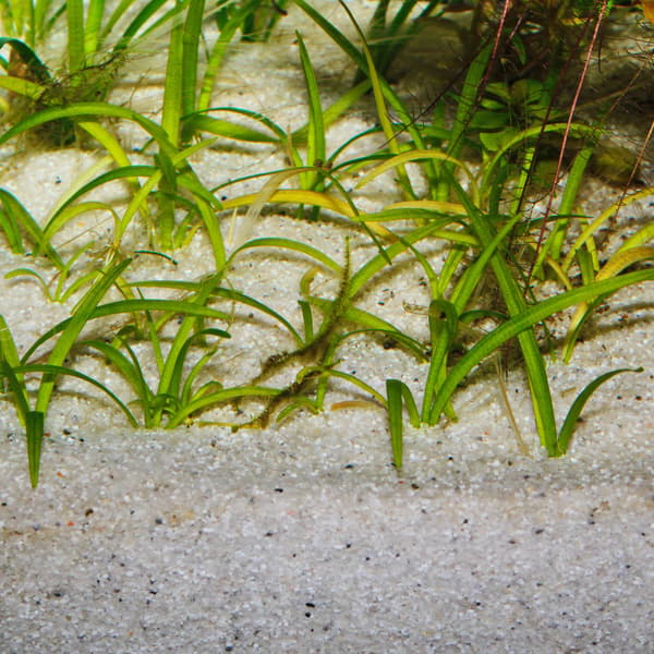 JBL Sansibar River 5 kg - substratblanding