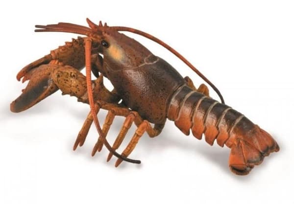 Hummeri