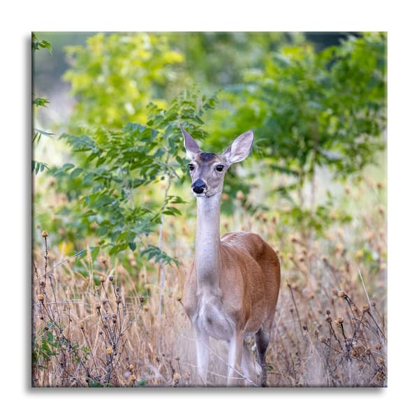 Canvastaulu Eläimet Metsäkauris 60x60 cm
