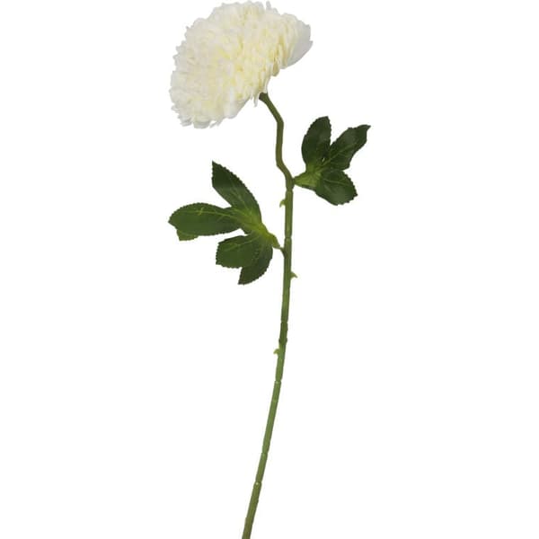 Vit dekorativ vitlök - Enkelblomma, längd 52 cm