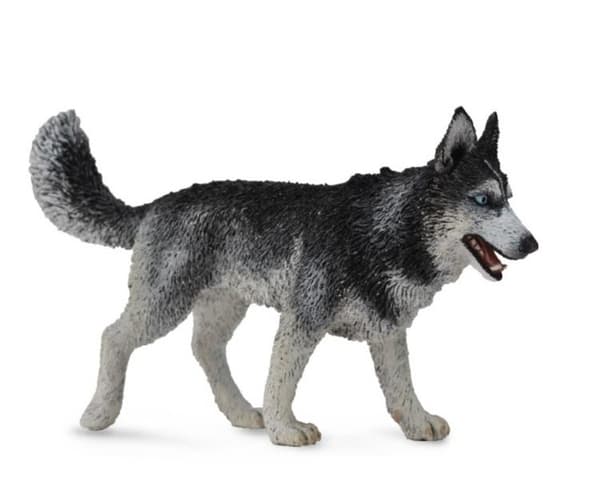 Sibirisk Husky Hunderace