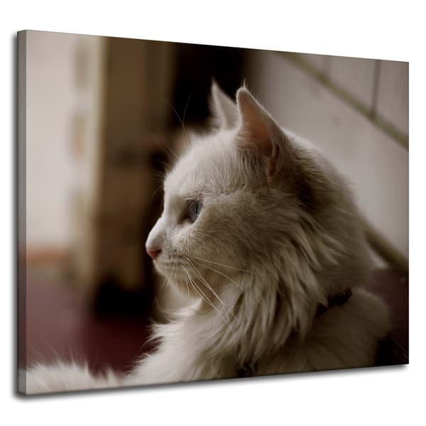 Lærredstryk Dyr Hvid kat 100x80 cm