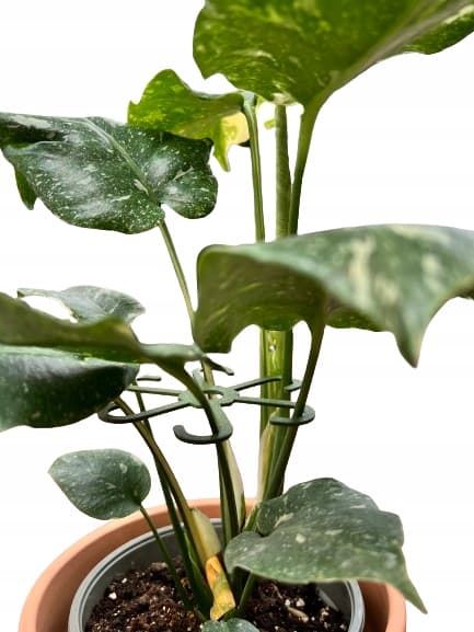 Stöd för växter och blommor Stöd för stöd Starkt grepp SML 6x