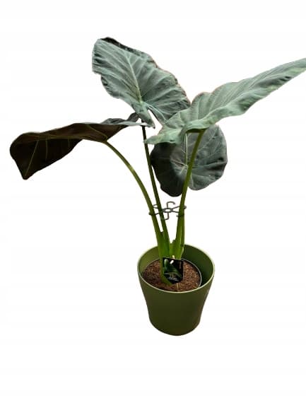 Stöd för växter och blommor Stöd för stöd Starkt grepp SML 6x