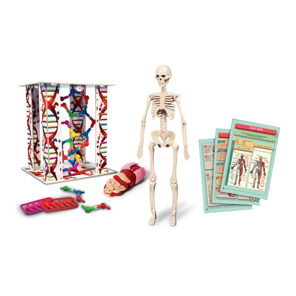 Human Body Mini. Clementoni 50515