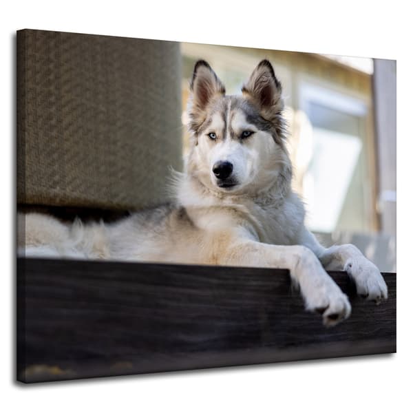 Lærredstryk Dyr Husky Hund 100x80 cm