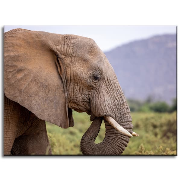 Lærredstryk Dyr Elefant nærbillede 40x30 cm