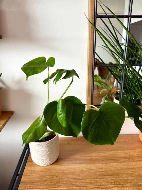 Blomväxtstödsringklämma Modulär 3-i-1 RINGstöd 99cm