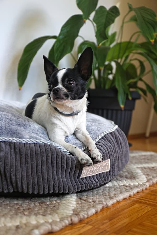 Rund pufpude til hund og kat, blød seng, DOTTY plys