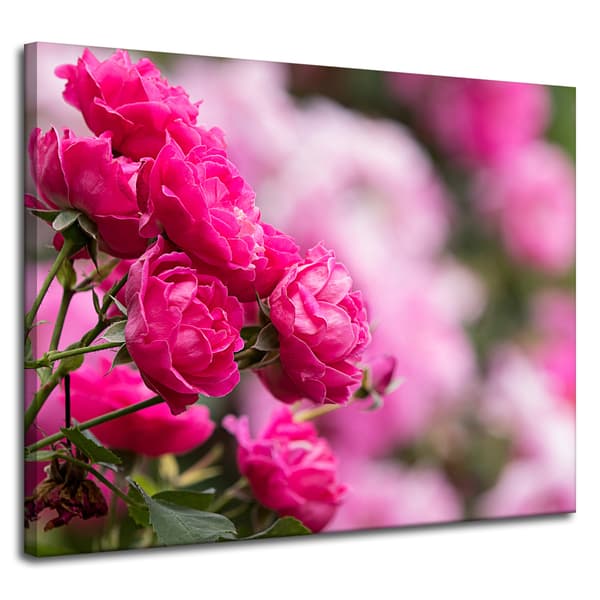 Lærredstryk Botaniske lyserøde roser 100x80 cm