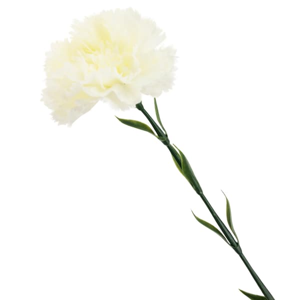 CV22527-1 NÄLIKA ENBLOMMIG VIT VACKER
