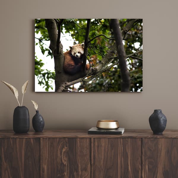 Canvastaulu Eläimet Punainen Panda 90x60 cm