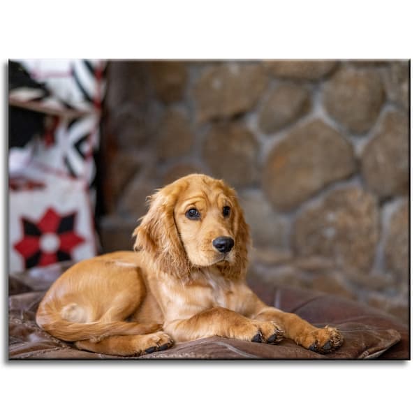 Lærredstryk Dyr Cocker Dog 40x30 cm