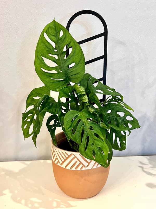 Stöd för klätterväxter Stöd för klätterblommor Pergolastege 38 cm
