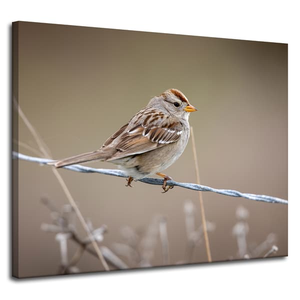 Lærredstryk Dyr Spurv 100x80 cm