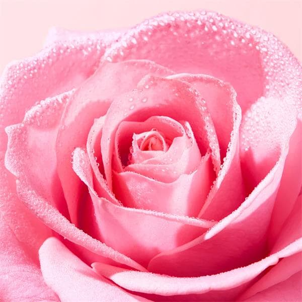 Nuxe Very Rose ansigtsrensemousse 150 ml
