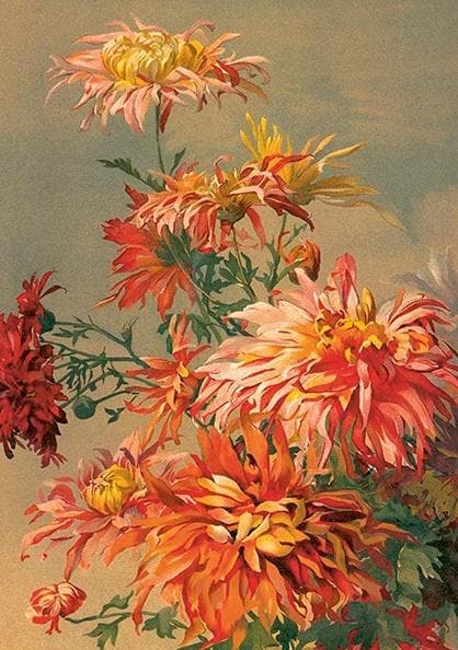 Kort ST493 B6 + kuvert Orange Dahlia