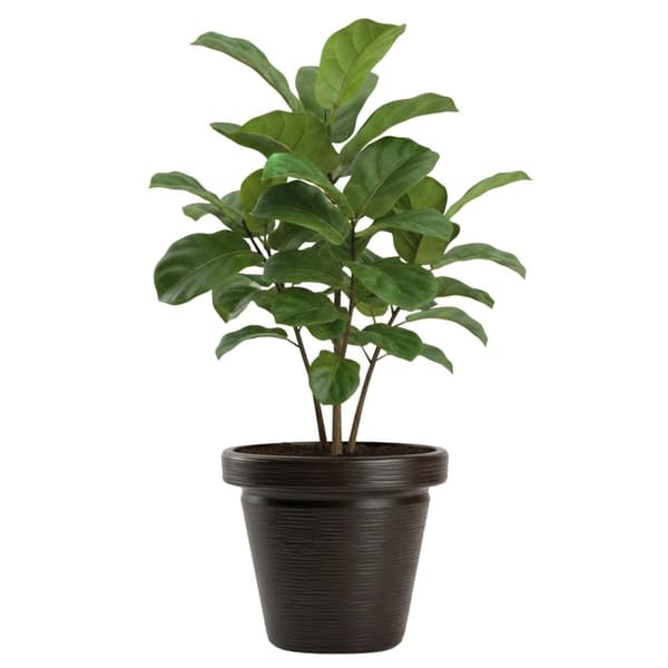 Blomkruka Srtia Riflo mocka h40x46 cm