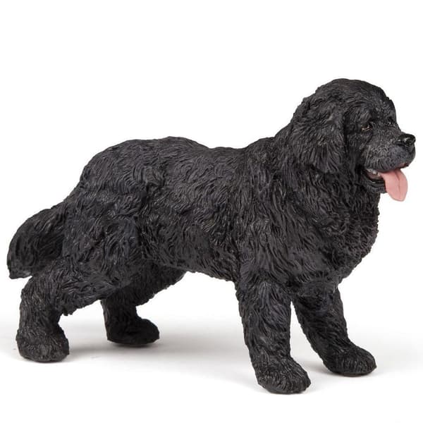 Newfoundlandin