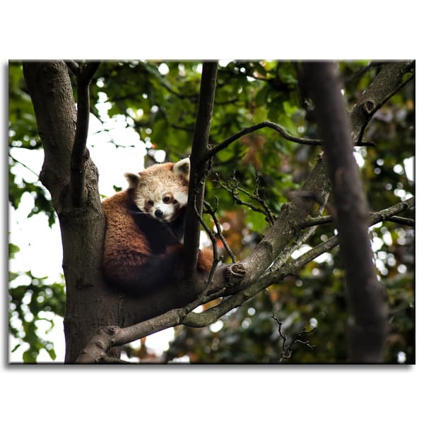 Canvastavla Djur Röd Panda 40x30 cm