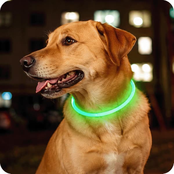 Lysende HUNDEhalsbånd grøn LED USB 3 lystilstande justerbar neon