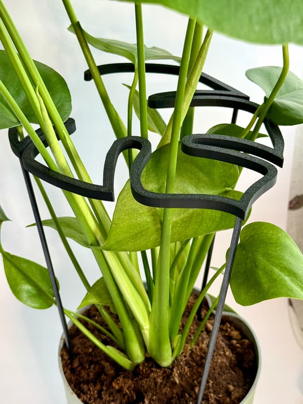 Støttering til blomsterplanter, klemme, støttering MONSTERA L 50 cm