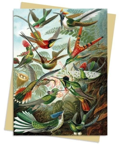 Pass B6 Kolibrit Ernst Haeckel