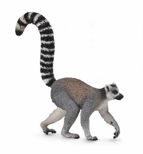 Collecta. Ringhalede lemur