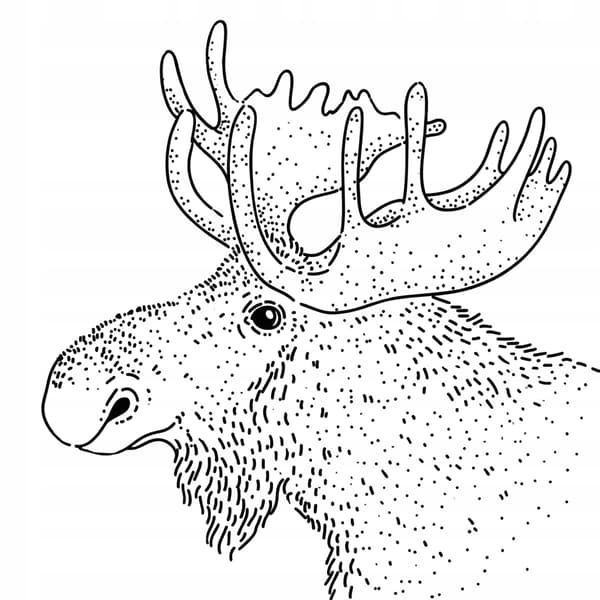 Craftbe Kahvipavut Dignified Moose 250g