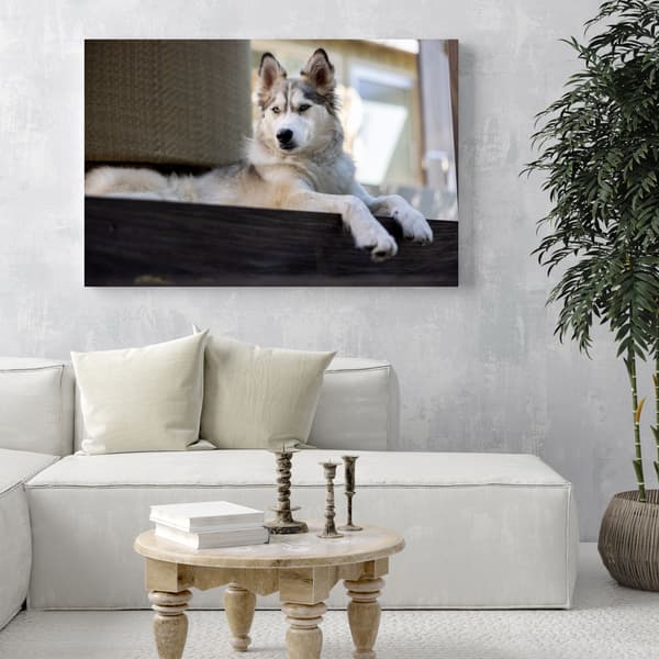 Lærredsbillede Dyr Husky Hund 50x40 cm